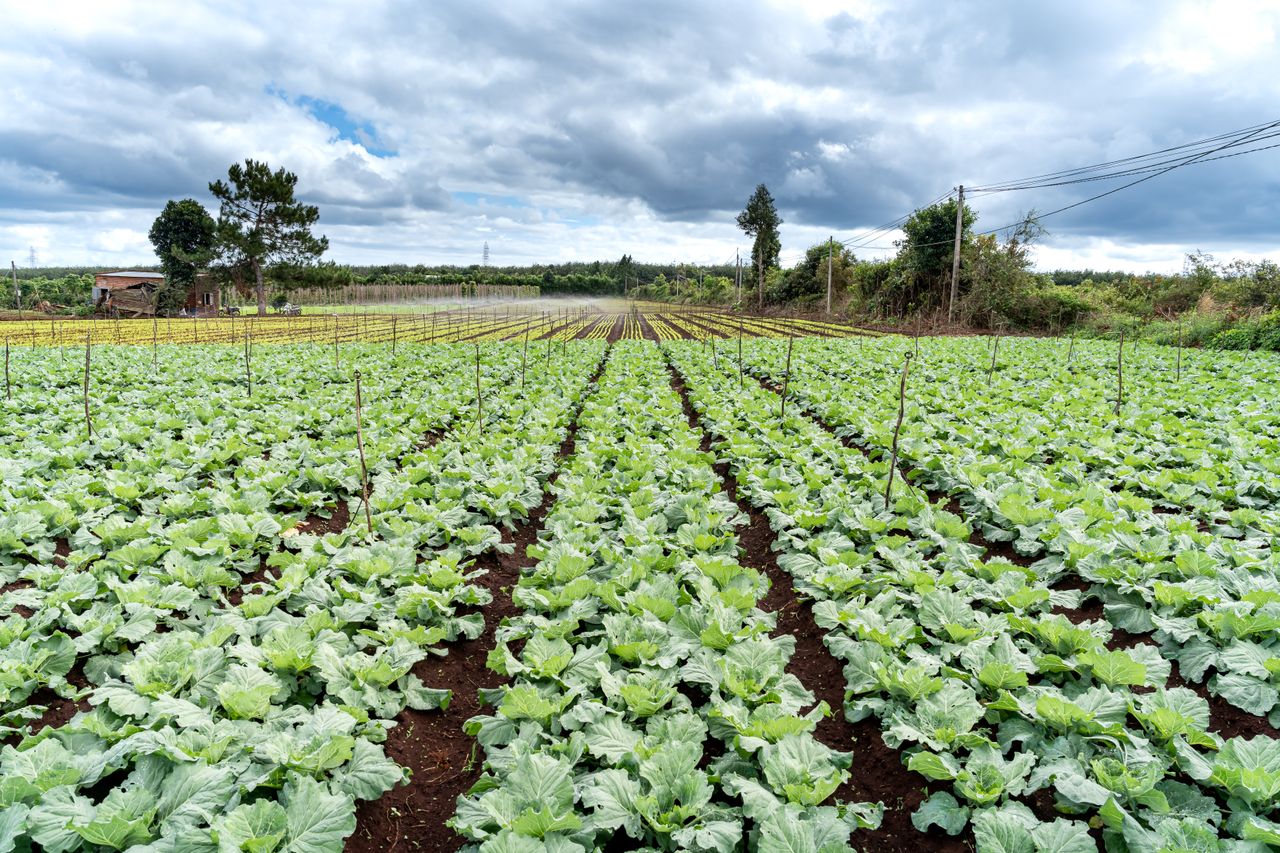 why-choose-us Wide-angle view of a vibrant lettuce field with cloudy skies in the background, showcasing rows of green cultivation.