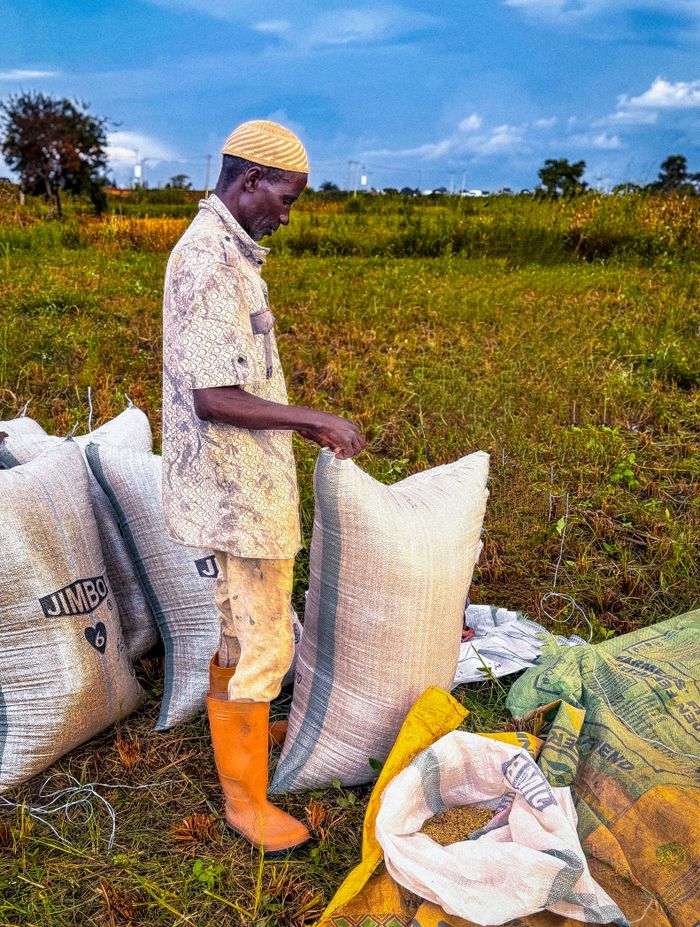 gallery-6 African farmer packing sacks of rice in a field in Kaduna, Nigeria.